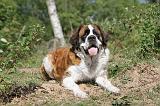 SAINT BERNARD 038